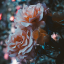 really-good-bit-with-a-flute avatar