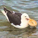 really-gorgeous avatar