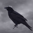 really-royal-raven avatar