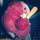 reallyepicstuff avatar