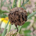 realmsofcompost avatar