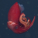 realstrawberrysquid avatar