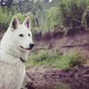 realwolfdogs avatar