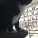 reaperofsorrow avatar