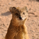 reasonablemongoose avatar