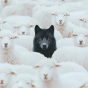 rebelcherryblossom143 avatar