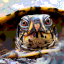 rebelturtle avatar