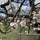 reblog-gsv-wiki avatar