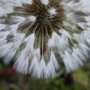 reblog-in-the-bog avatar