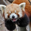 reblogs-mapache avatar