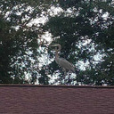 reblogthisandthis avatar