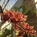 recklessandrouge avatar