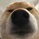 reclusebobcatamz avatar