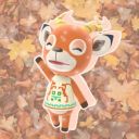 recluseracoon avatar