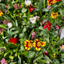 recovering-liliana-fleur avatar