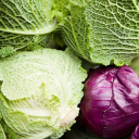 recreationalcynodont avatar