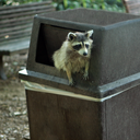 recycledraccoon avatar