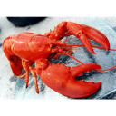 red--lobster avatar