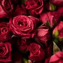 red-muse-ique avatar