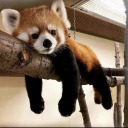red-panda-28 avatar