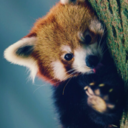 red-panda-monium avatar