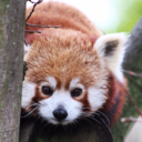 red-panda-with-a-camera avatar