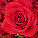 red-rose-21 avatar
