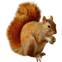 red-squirrels avatar