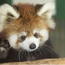 red1panda3 avatar