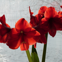 redamarylliscrafts avatar