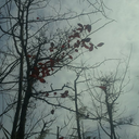 redbirdinthesnow-blog avatar