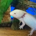 redbowedblogger avatar