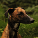 redbrindlereggie avatar