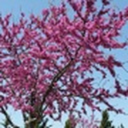 redbud-tree avatar
