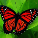 redbutterflyinthestars avatar