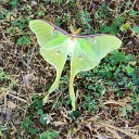 reddesttempest avatar