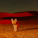 reddfennec avatar