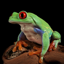 redeyetreefrog-blog avatar