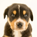 redflowercr0wn avatar