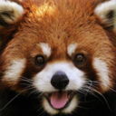 redheadedpandabear avatar