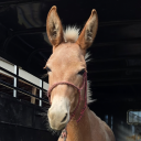 redhorseofcourse avatar