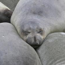 redintoofandclaw avatar