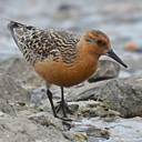 redknots avatar