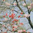 redlightkitty avatar