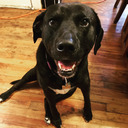 redlightsgreen avatar