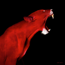 redlioness9876 avatar