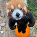 redpanda-25 avatar