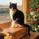 redpanda58907 avatar