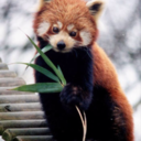 redpanda922 avatar