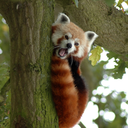 redpandaemperor avatar